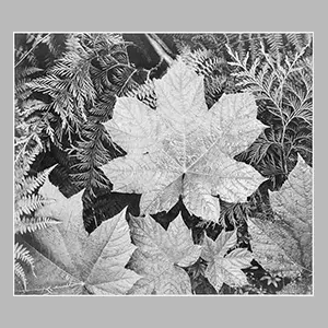 Ansel Adams 