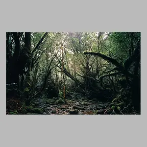 Thomas Struth