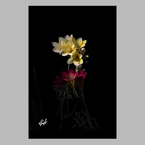 Fresias: amarillo sobre rojo.