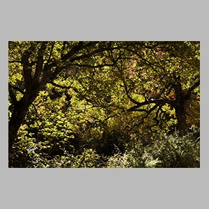 El Bosque Encantado