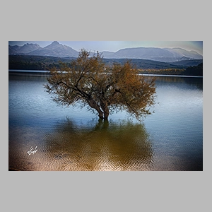 'Sauce solitario'. Embalse de Cubillas - Albolote (Granada) Foto de JGM