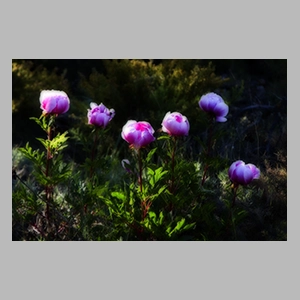 Peonias del Parque Natural de las Sierras Tejeda y Alminara.