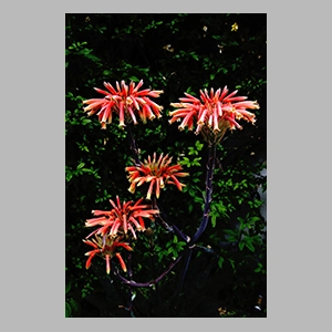Flores de aloe vera