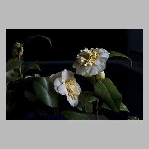Camelia en el estanque