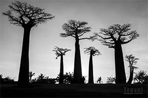 Katy Gómez Catalina. Avenida de los Baobabs, Morondava, Madagascar.