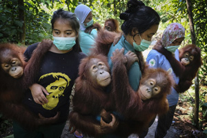 'Salvando a los orangutanes' Alain Schroeder 