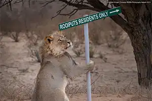  León para llevar 
WILLEM KRUGER